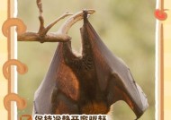 人马蝙蝠的获取方法是什么？