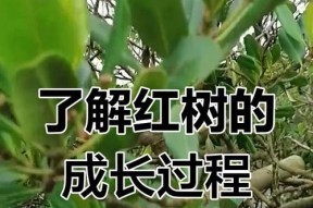 红树在我的世界中如何繁殖？繁殖的条件是什么？