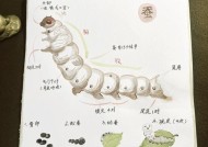 我的世界中养蚕的方法是什么？