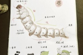 我的世界中养蚕的方法是什么？