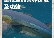 DNF中的金枪鱼是什么？金枪鱼有什么用途？