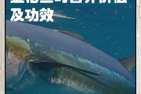 DNF中的金枪鱼是什么？金枪鱼有什么用途？