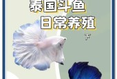 一星斗鱼在阴阳师中如何升级？