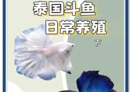 一星斗鱼在阴阳师中如何升级？