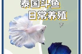 一星斗鱼在阴阳师中如何升级？