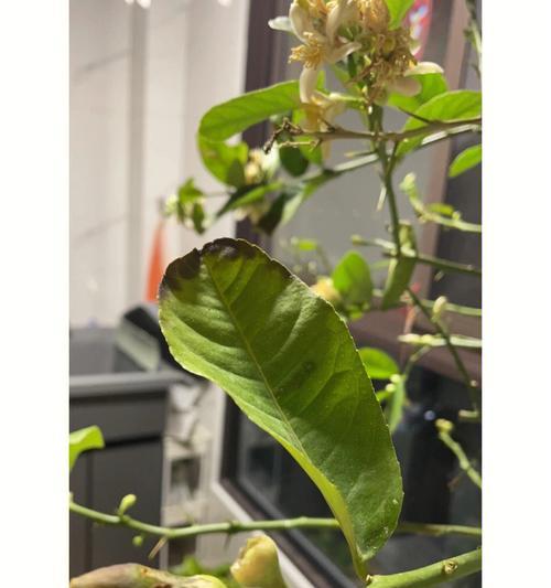 《妄想山海柠檬树的分布位置及特点》（探索神秘的柠檬树世界）  第1张