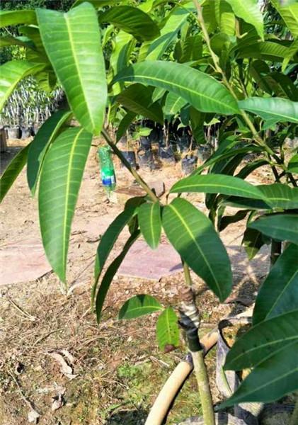 探索饥荒野芒果树（揭秘芒果树的多次收获）  第1张
