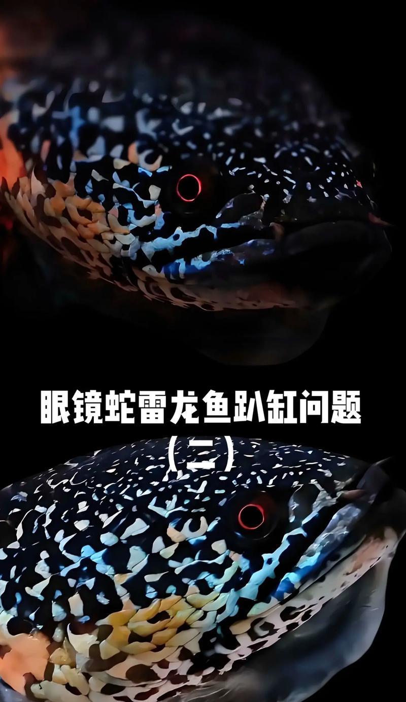 增援雷龙的应对策略是什么？如何有效击退？  第2张