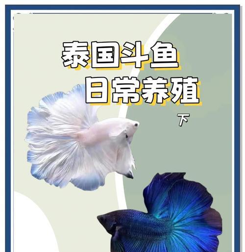 一星斗鱼在阴阳师中如何升级？  第1张