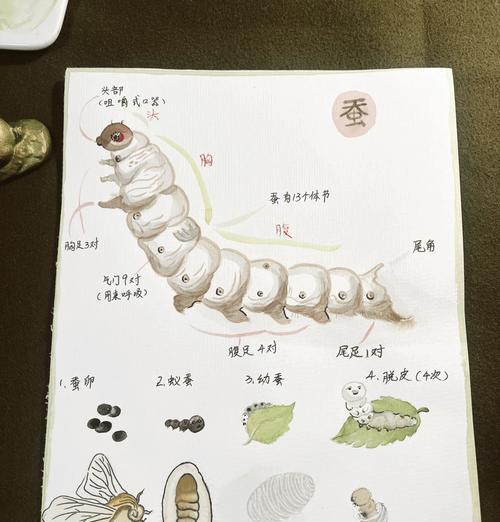 我的世界中养蚕的方法是什么？  第1张