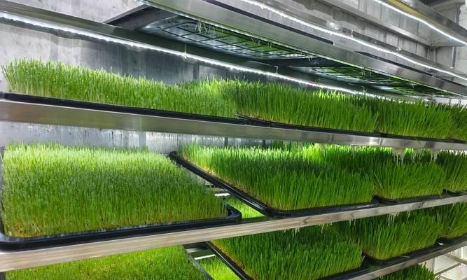 我的世界中草堆如何养殖？草堆养殖的技巧是什么？  第3张