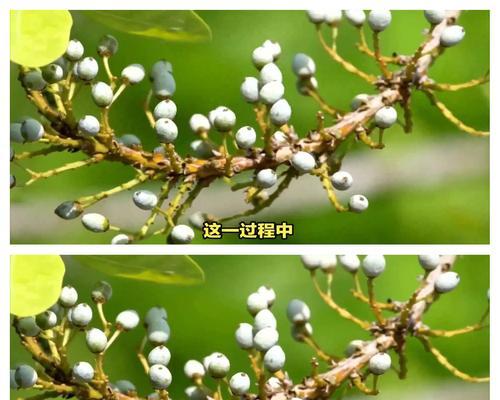 红树在我的世界中如何繁殖？繁殖的条件是什么？  第2张