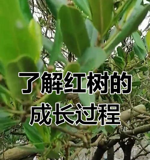 红树在我的世界中如何繁殖？繁殖的条件是什么？  第1张
